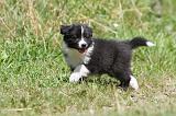 BORDER COLLIE 643